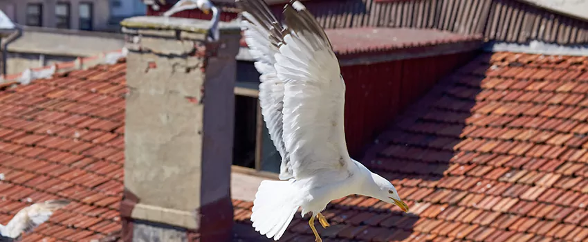Residential Chimney Animal Removal Solution in Pawtucket, RI